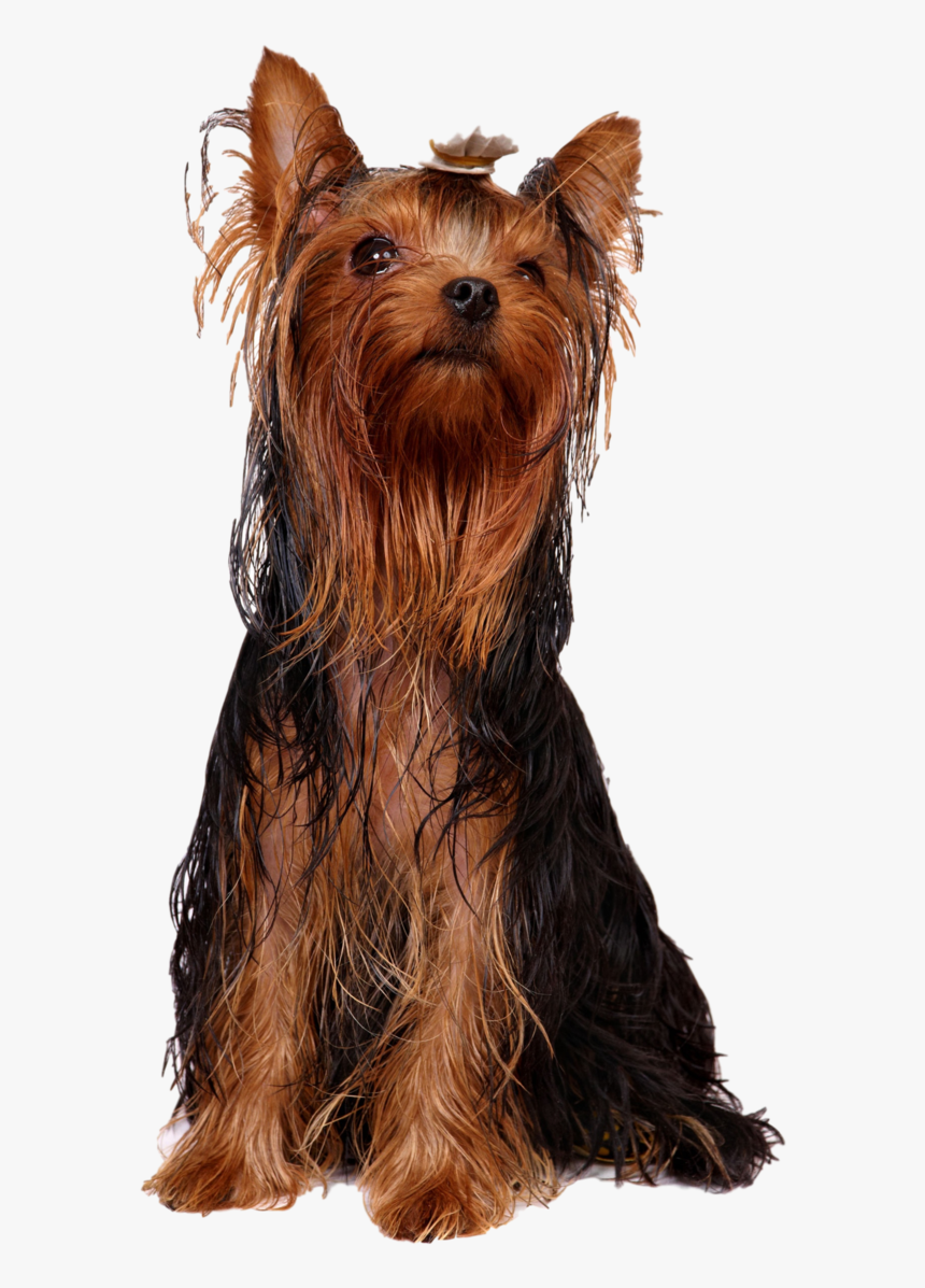 Yorkshire Terrier Australian Silky Terrier Australian - Yorkie Oily Hair, HD Png Download