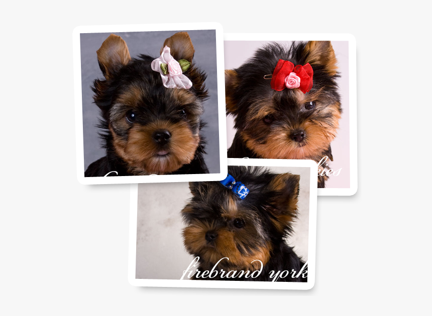 Yorkshire Terrier, HD Png Download