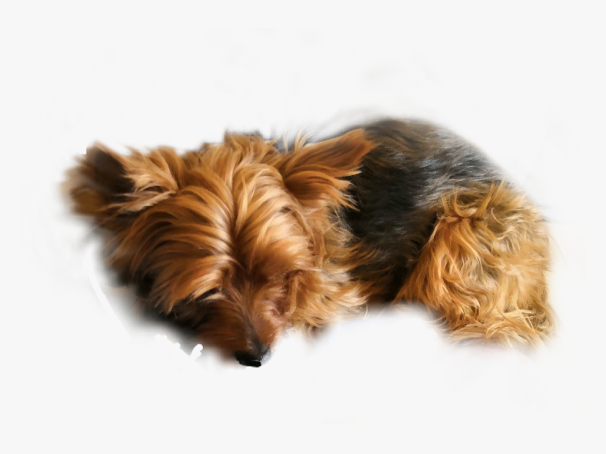 #yorkie #yorkshire #terrier #animal #pet #yorkshireterrier - Australian Terrier, HD Png Download
