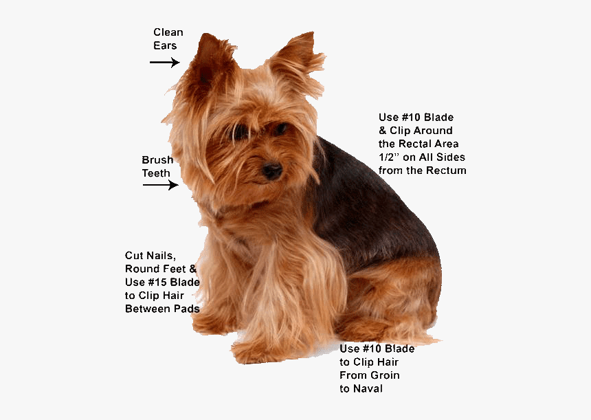 Grooming Yorkie, HD Png Download