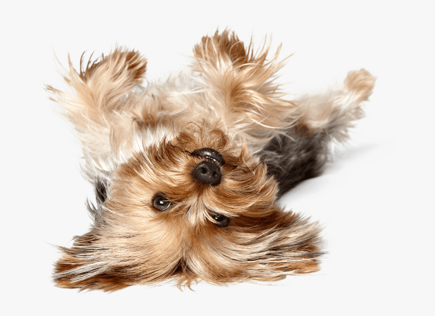 Dog Catches Something, HD Png Download