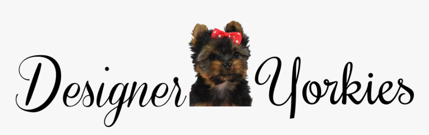 Designeryorkies - Yorkshire Terrier, HD Png Download