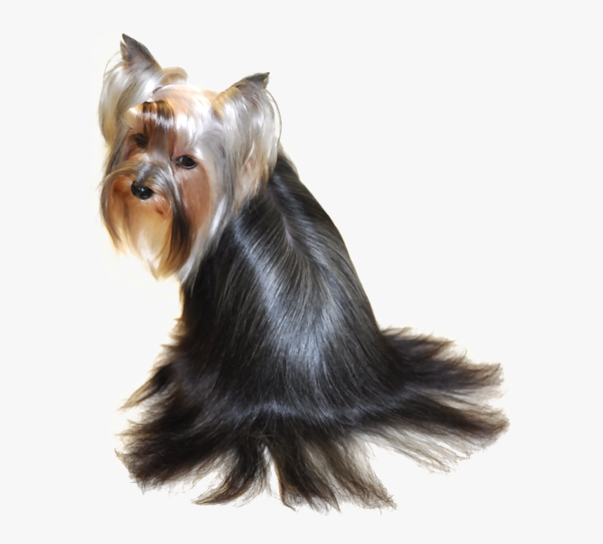 Beautiful Yorkie Hairstyles - Australian Silky Terrier, HD Png Download