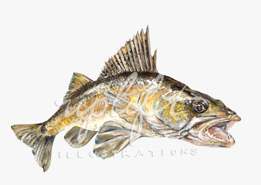 Walleye, HD Png Download