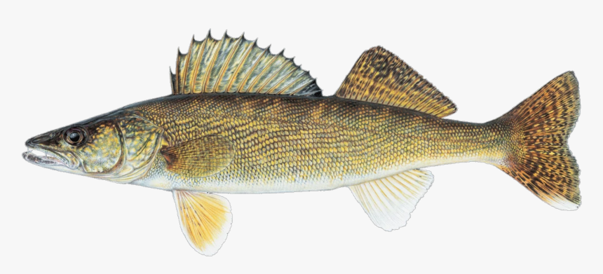 Michigan Walleye, HD Png Download