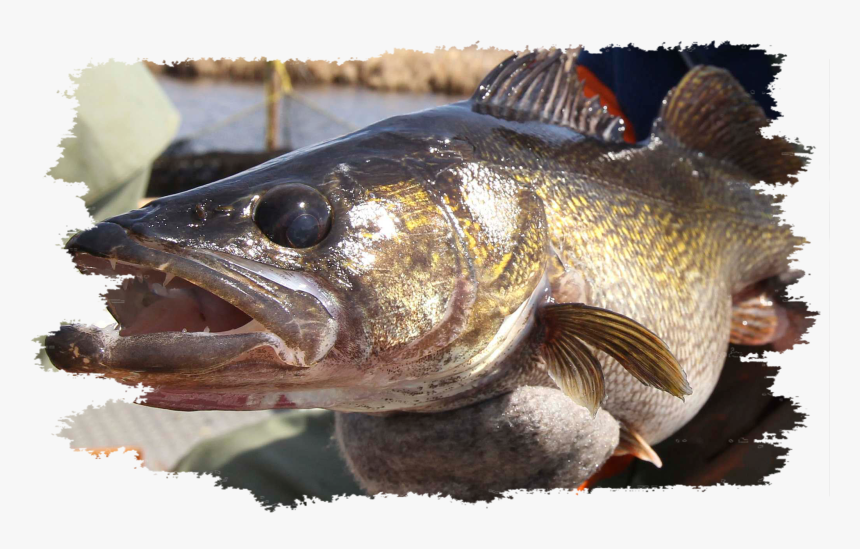 Walleye Grunge - Winnipeg, HD Png Download