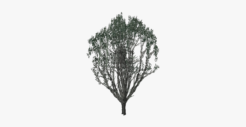 California Live Oak, HD Png Download
