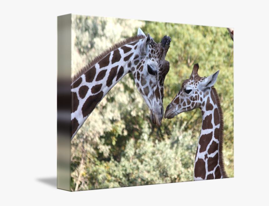 Mom & Baby Giraffe Graphic Png - Mom & Baby Giraffe, Transparent Png