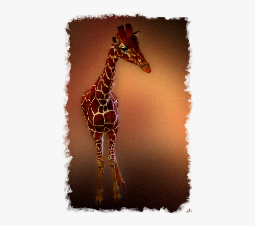 Giraffe, HD Png Download