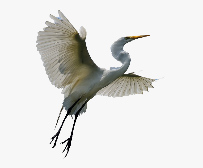 Flying Heron Transparent - Egret Png, Png Download