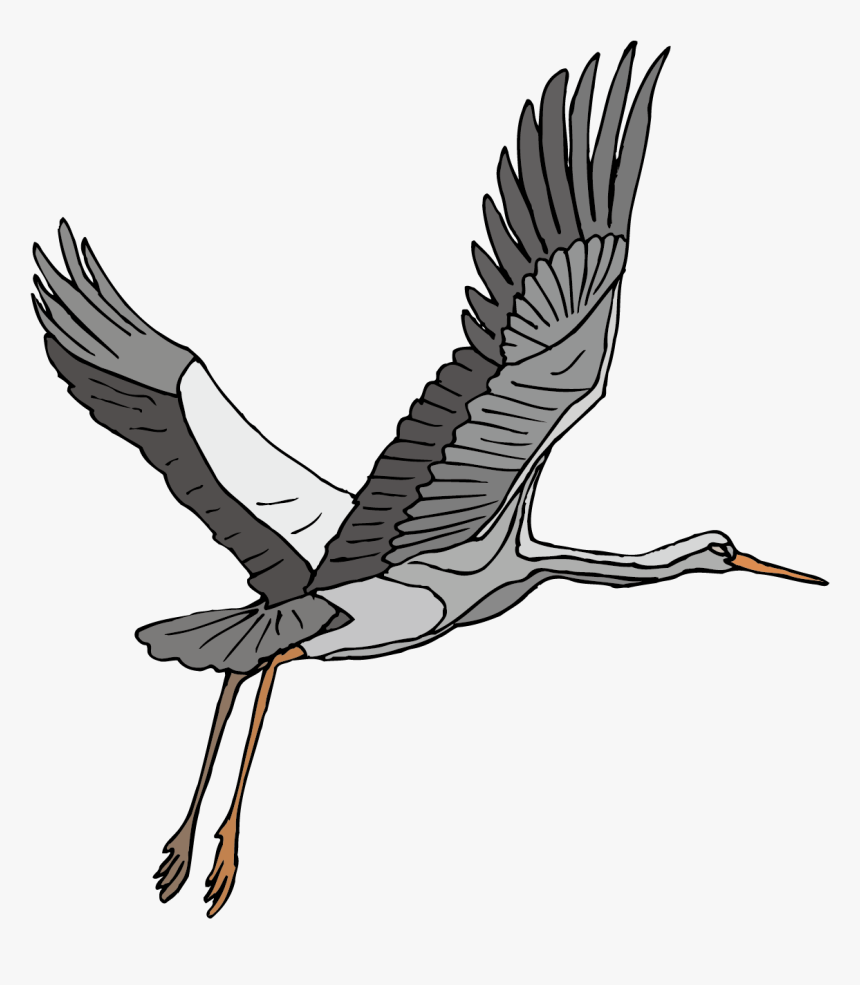 Stork Vector Heron - Crane Bird Clip Art Flying, HD Png Download