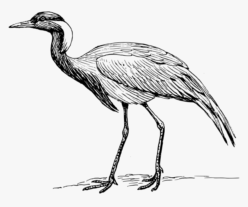 Crane Bird Black And White Clipart , Png Download - Drawing Of Whooping Crane, Transparent Png