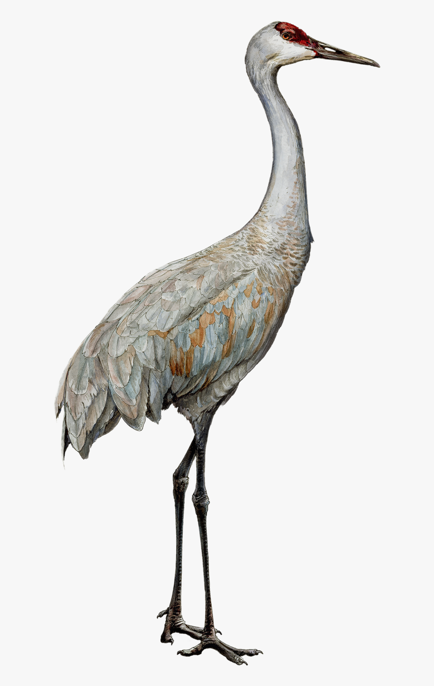 Transparent Heights Clipart - Sandhill Crane Clipart Transparent, HD Png Download