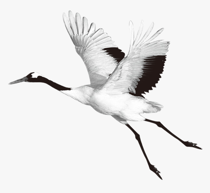 Transparent Heron Bird Clipart - Red Crowned Crane Png, Png Download