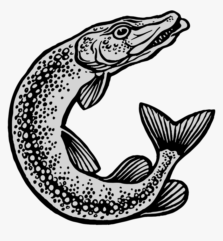 Esox Lucius, HD Png Download