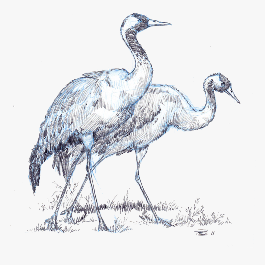 Crane, HD Png Download