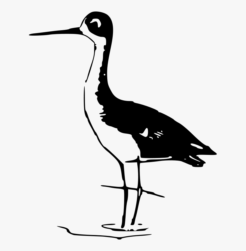 Bird Stilt Crane Pelican Clip Art - Antique Avocet Black And White, HD Png Download