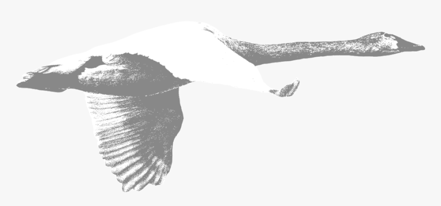 Swan - Portable Network Graphics, HD Png Download