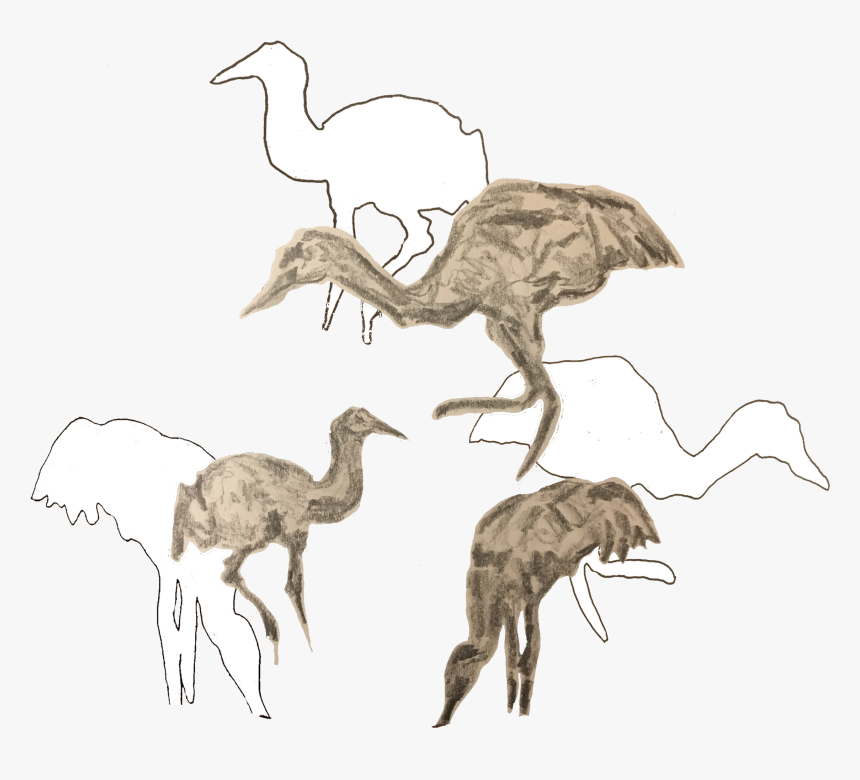 Emu, HD Png Download