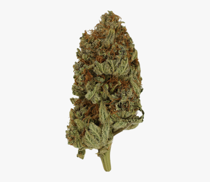 White Cedar, HD Png Download