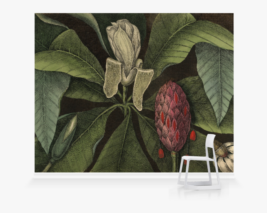 Mark Catesby, HD Png Download