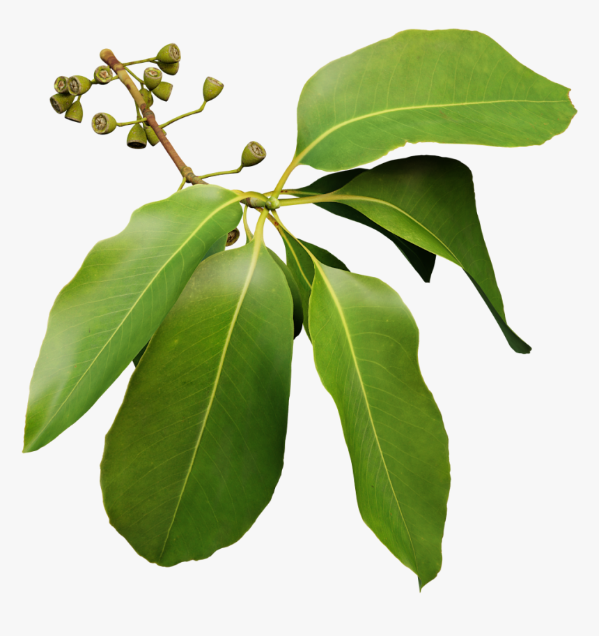 Hojas De Encina Png, Transparent Png