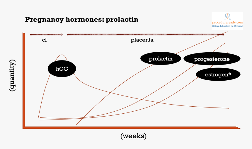Pregnancy Hormones & Prolactin Regulation Diagram - Hormones During Pregnancy Prolactin, HD Png Download