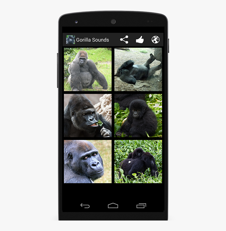 Western Lowland Gorilla, HD Png Download