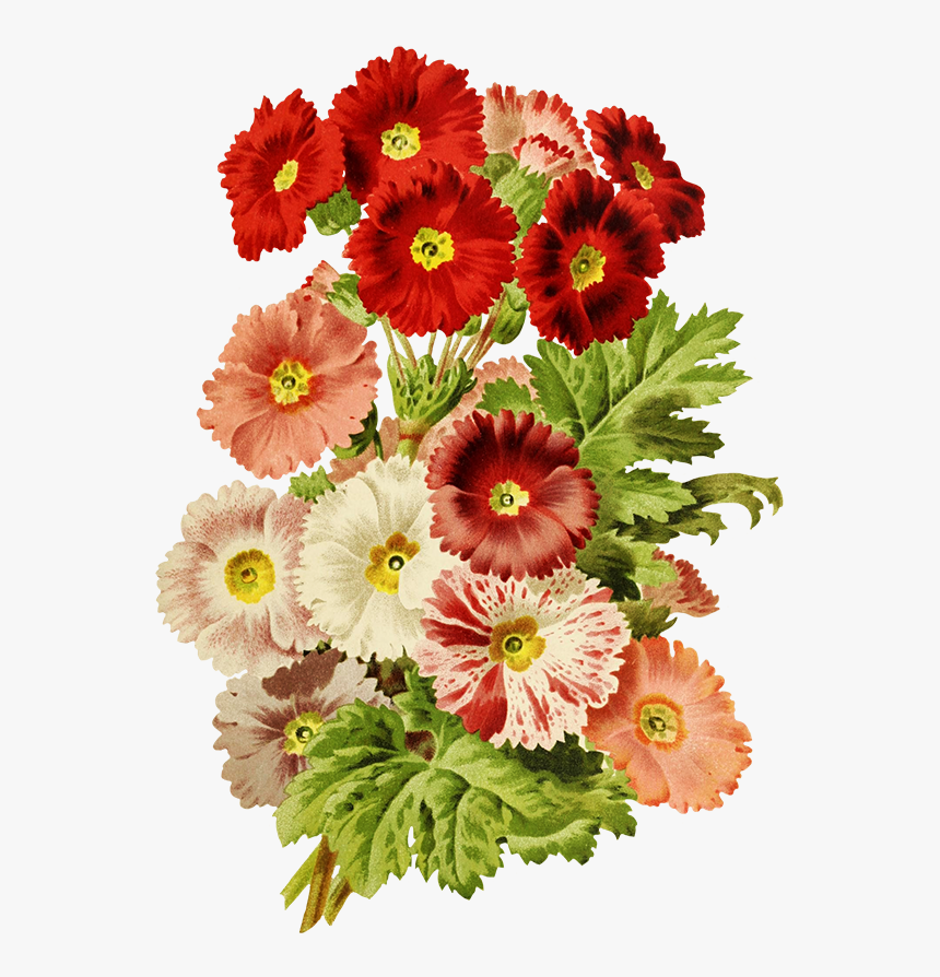 Scrapbooking Flowers Red And Pink - Barberton Daisy, HD Png Download