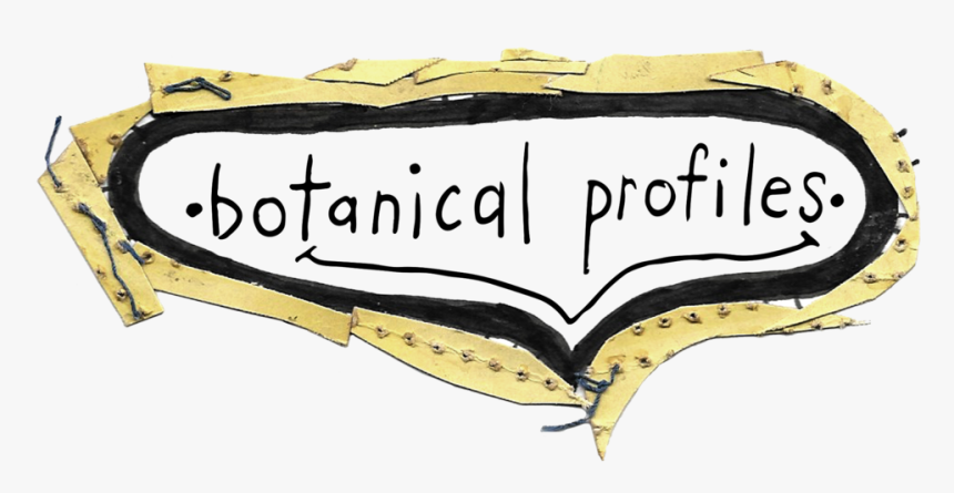 Botanical Profiles - Illustration, HD Png Download