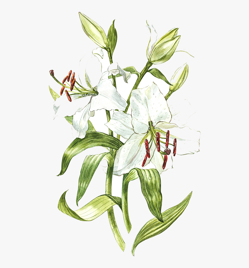 White Lily Watercolor , Png Download - Botanical Drawing Stem Floral Watercolour, Transparent Png