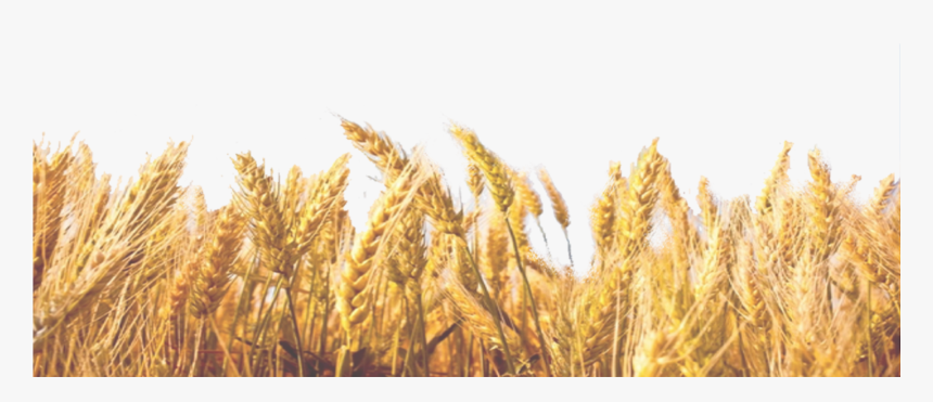 Wheat Field Png 
available For Anything And Anyone - Transparent Background Wheat Straw Png, Png Download