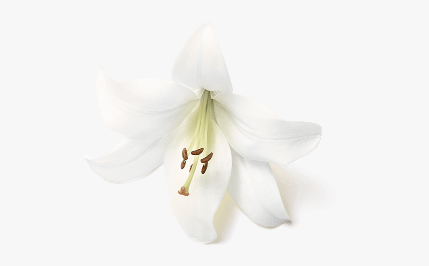 Tiger Lily, HD Png Download