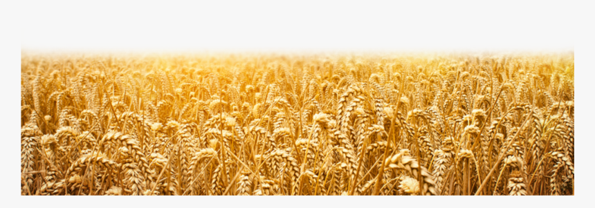 Wheat Field Png
available For Anything And Anyone To - यीशु मसीह के वचन, Transparent Png