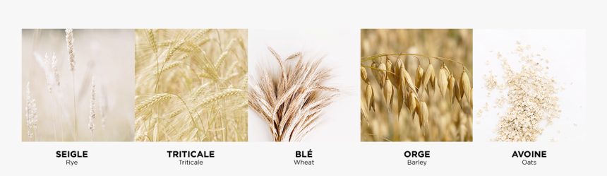 Transparent Wheat Field Png - Triticale, Png Download