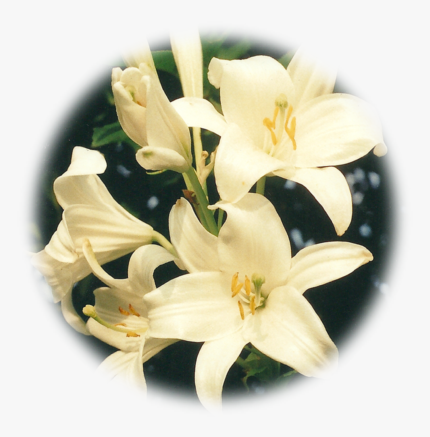 Lily, HD Png Download