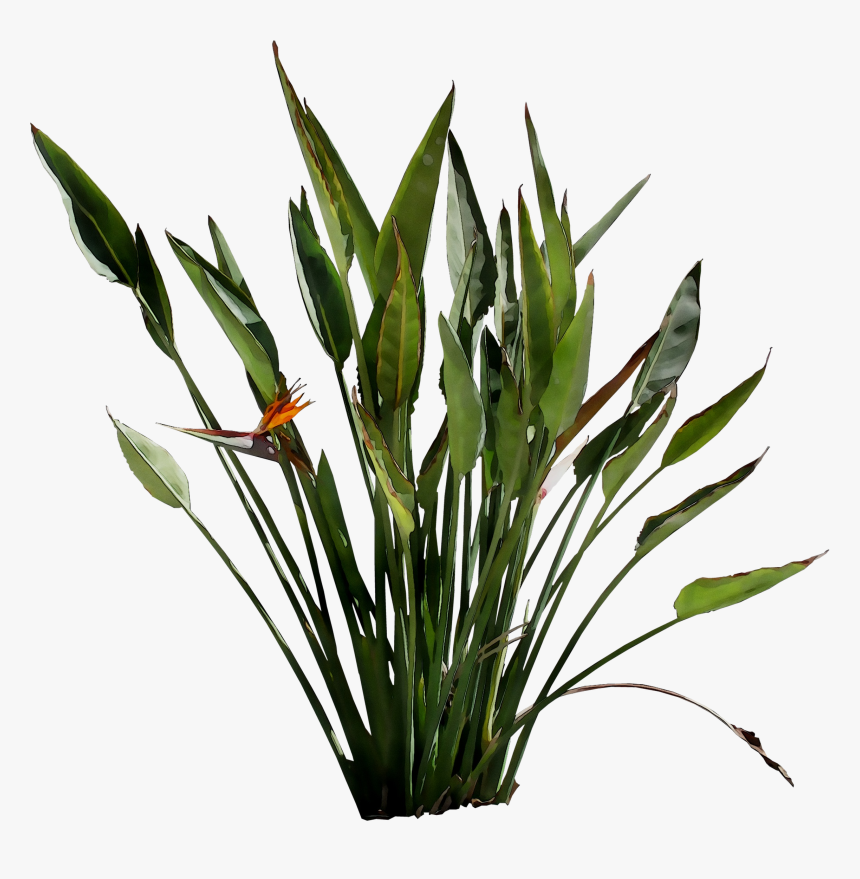 Leaf Plant Stem Flower Grasses Plants - Flowering Plant Transparent, HD Png Download