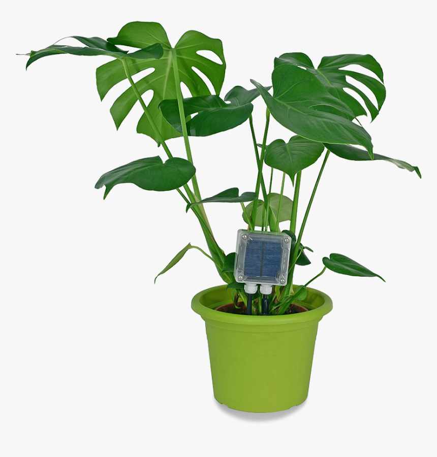 Hydroponics Indoor Plants, HD Png Download