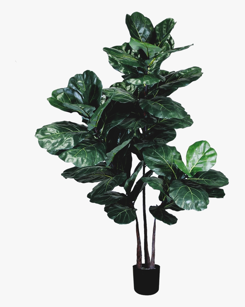 Houseplant, HD Png Download