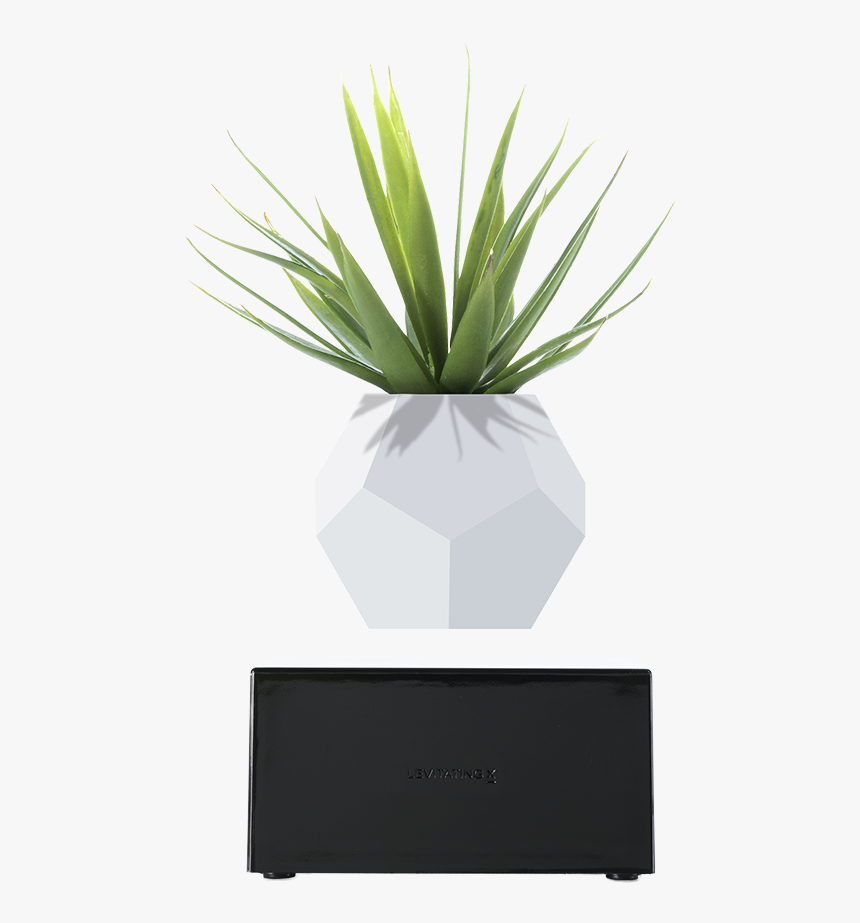 Flowerpot, HD Png Download