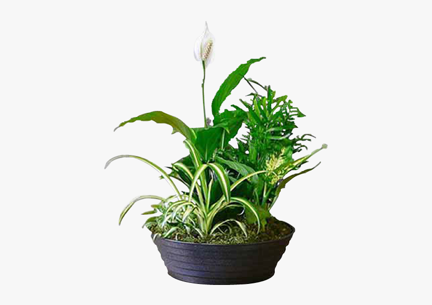 Lily Of The Valley, HD Png Download