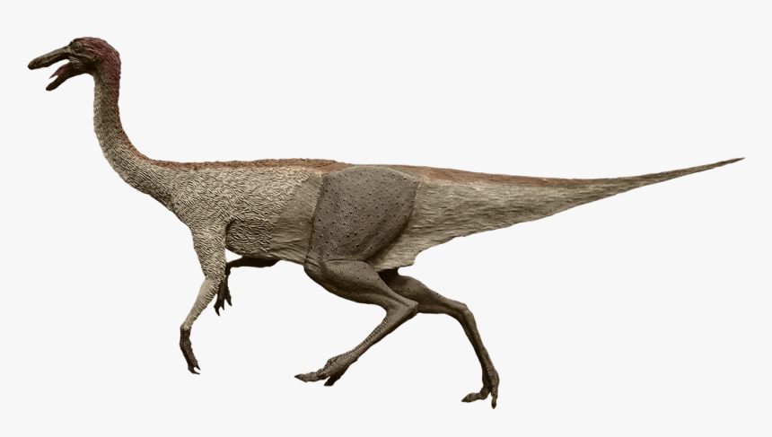 Common Ostrich, HD Png Download