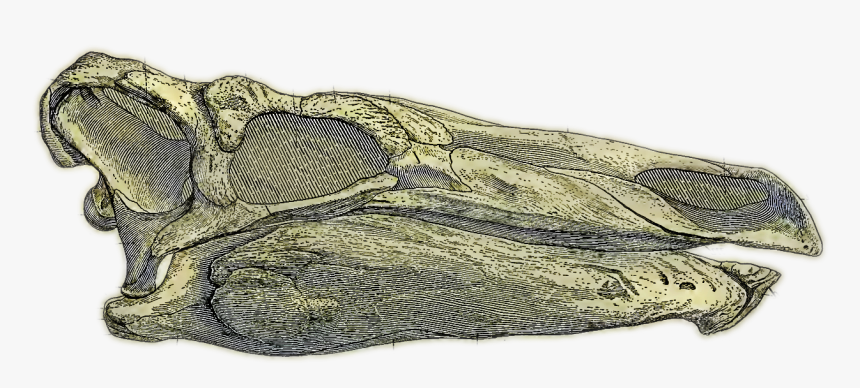 Sketch, HD Png Download