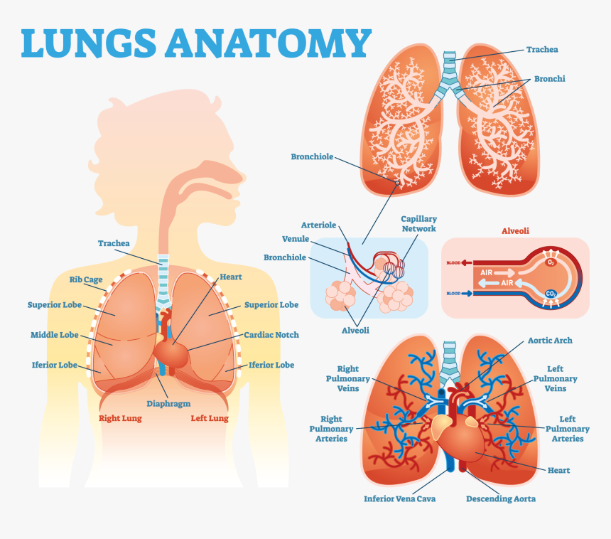 Lung Anatomy Diagram - Lung Anatomy Alveoli, HD Png Download