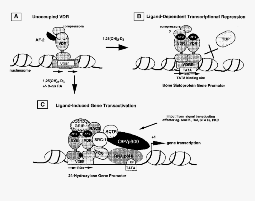 Eye Of Ra Png, Transparent Png