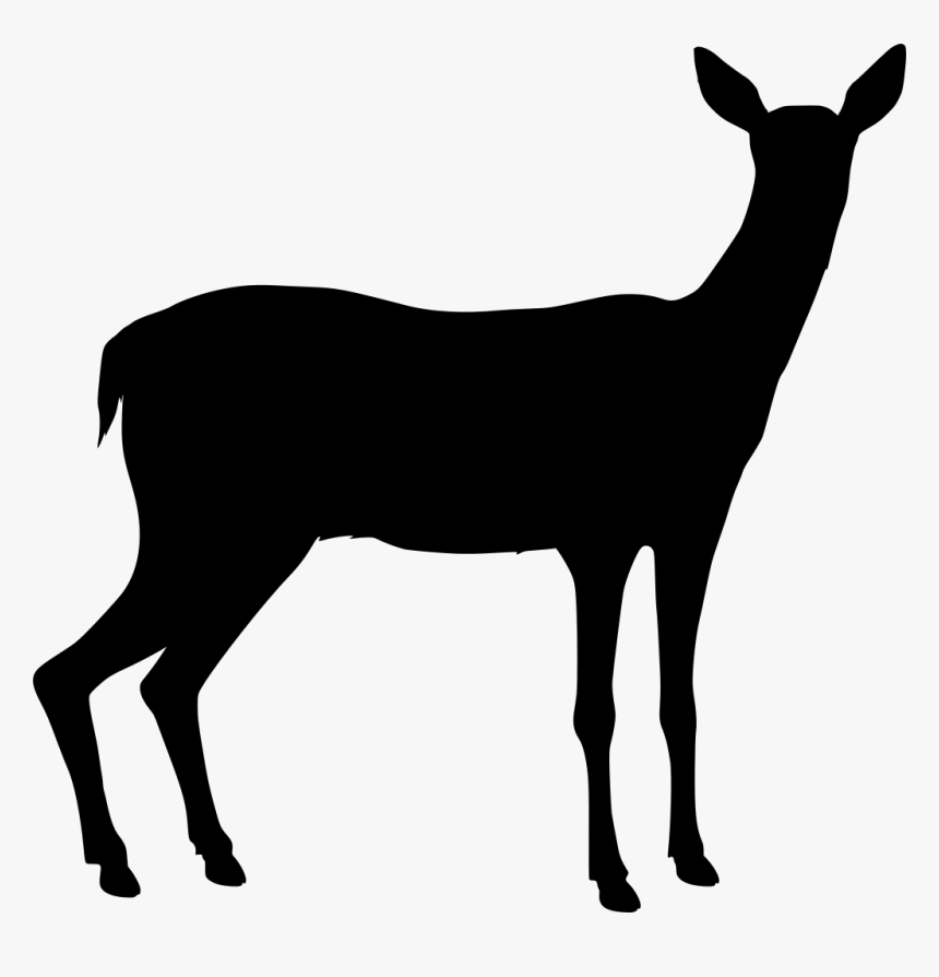 Deer, HD Png Download
