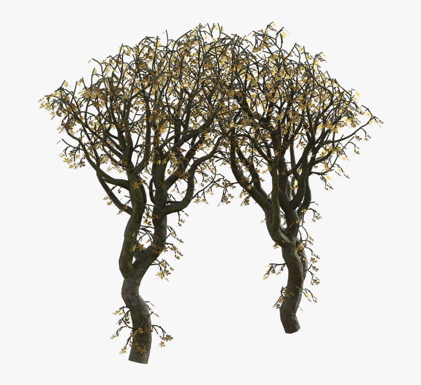 Mexican Pinyon, HD Png Download