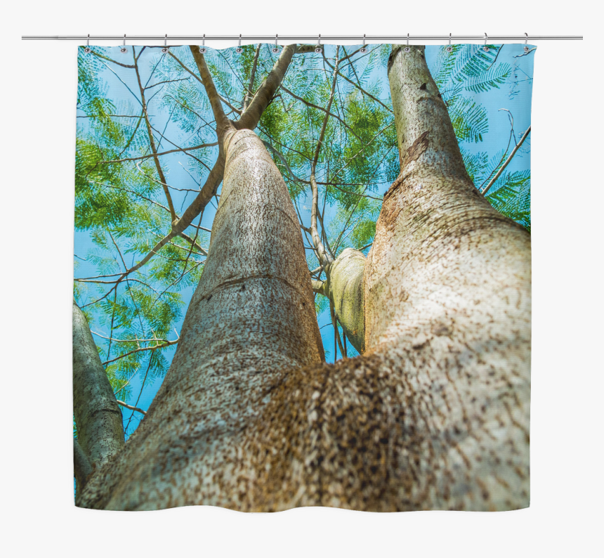 Woodland, HD Png Download