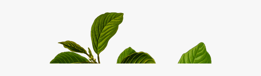 Plant,flower,leaf, HD Png Download