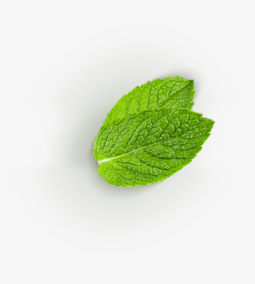 Common Sage, HD Png Download